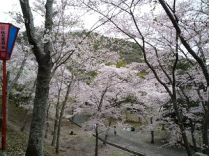 たつの市さくらまつり　桜のトンネル